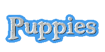 Puppies